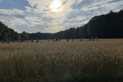 Getreide_anmaehen2024-21