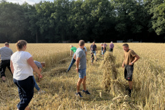 Getreide_anmaehen2024-07